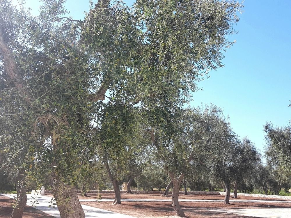 Masseria Muntibianchi Agriresort Restaurant & Spa Otranto Exterior photo